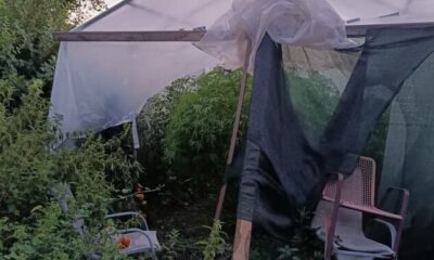 Plantaža marihuane otkrivena kod Nikšića, uhapšeni otac i sin – plantaža marihuane kod Nikšića