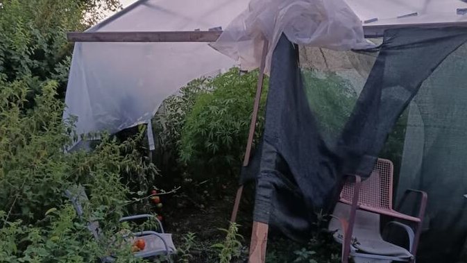 Plantaža marihuane otkrivena kod Nikšića, uhapšeni otac i sin – plantaža marihuane kod Nikšića