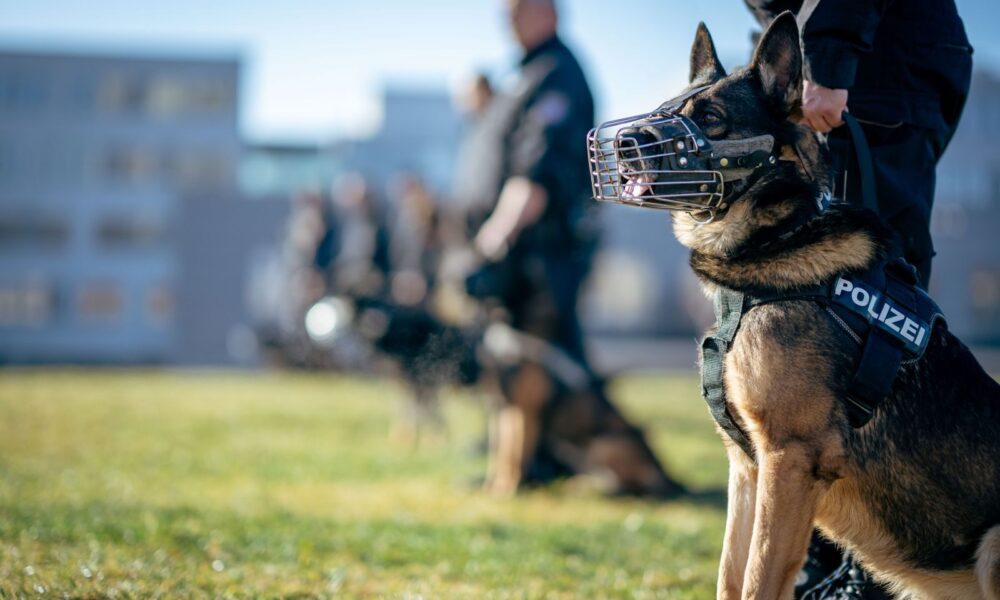 Tajna njuha policijskih pasa: trag koji čovek ne može da vidi otkriven u istrazi