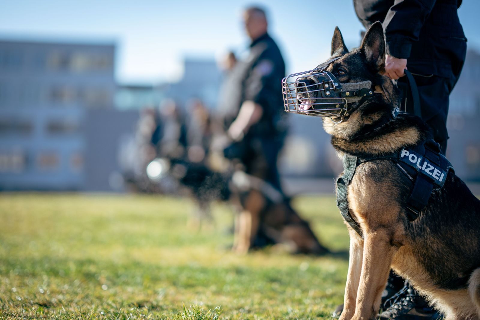 Tajna njuha policijskih pasa: trag koji čovek ne može da vidi otkriven u istrazi