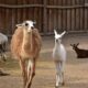 Zoo vrt na Paliću dobio mladunče lame, nova atrakcija privlači posetioce
