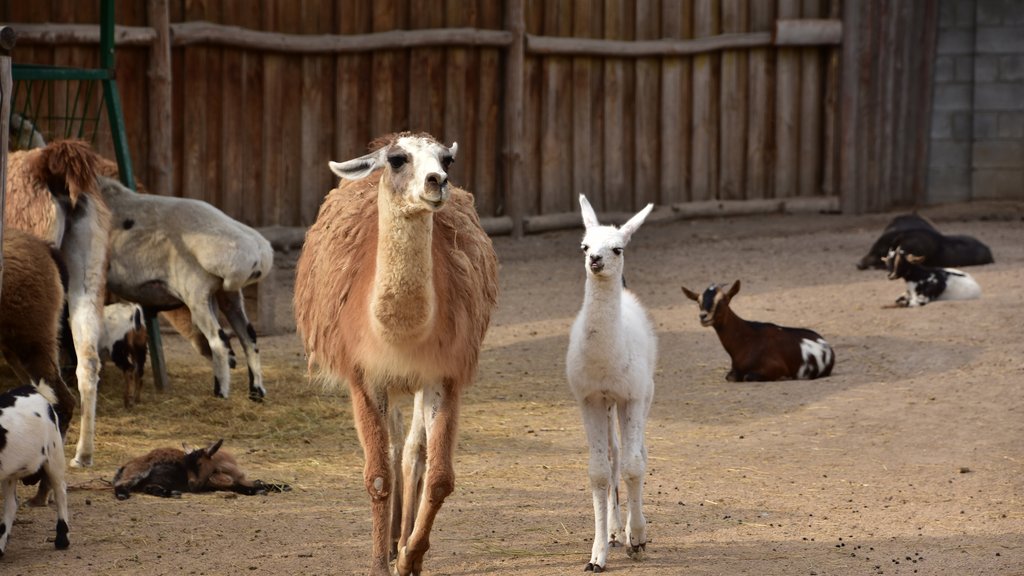 Zoo vrt na Paliću dobio mladunče lame, nova atrakcija privlači posetioce