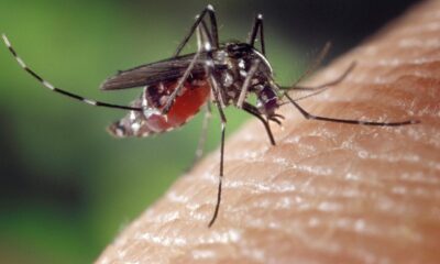 mosquito, female, aedes albopictus, human blood supply, asian mosquito tiger, biting insect, close up, mosquito, mosquito, mosquito, mosquito, mosquito