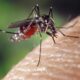 mosquito, female, aedes albopictus, human blood supply, asian mosquito tiger, biting insect, close up, mosquito, mosquito, mosquito, mosquito, mosquito