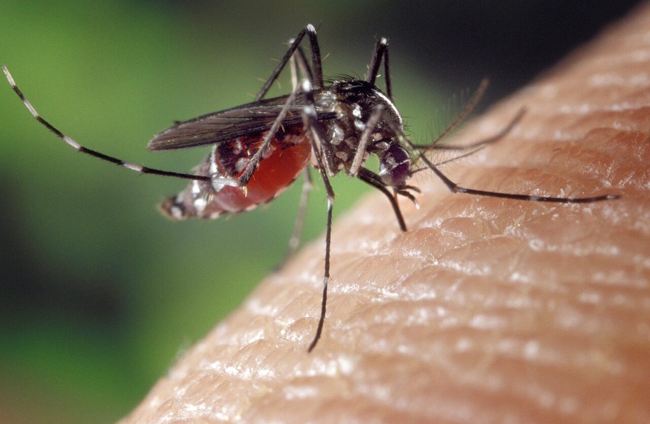 mosquito, female, aedes albopictus, human blood supply, asian mosquito tiger, biting insect, close up, mosquito, mosquito, mosquito, mosquito, mosquito