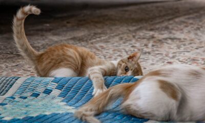 Two playful kittens interacting on a colorful woven mat indoors.
