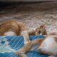 Two playful kittens interacting on a colorful woven mat indoors.