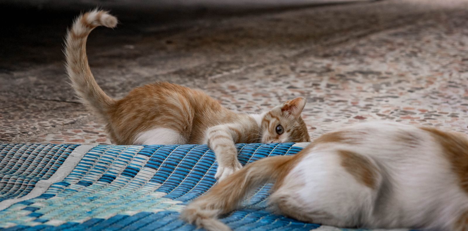 Two playful kittens interacting on a colorful woven mat indoors.