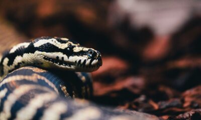 Detailed view of a carpet python showing intricate scales and natural surroundings.
