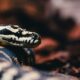 Detailed view of a carpet python showing intricate scales and natural surroundings.