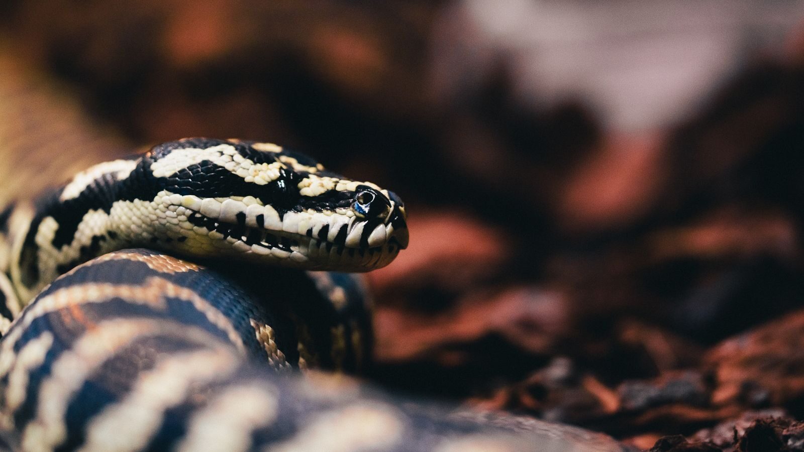 Detailed view of a carpet python showing intricate scales and natural surroundings.