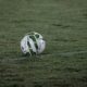 A soccer ball resting on a grass field, captured during nightfall with visible dew.