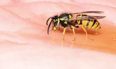german wasp, wasp, drink, hand, insect, wasp on the hand, wasp, wasp, wasp, wasp, wasp