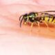 german wasp, wasp, drink, hand, insect, wasp on the hand, wasp, wasp, wasp, wasp, wasp