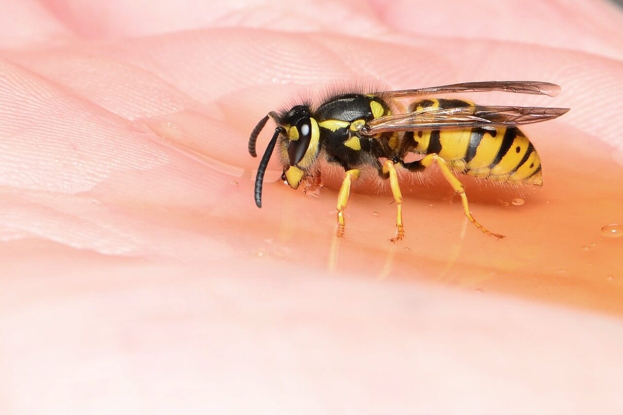 german wasp, wasp, drink, hand, insect, wasp on the hand, wasp, wasp, wasp, wasp, wasp