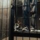 Rekordan broj zadržavanja od strane ICE tokom jula – rekordne detencije ICE