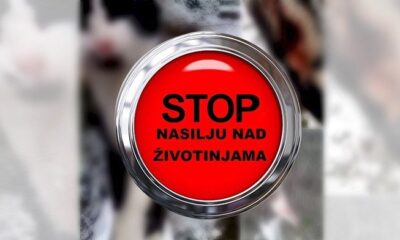 Snimak zlostavljanja psa u Budvi izazvao osudu javnosti – zlostavljanje psa u Budvi