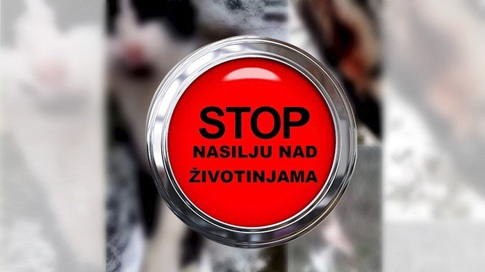 Snimak zlostavljanja psa u Budvi izazvao osudu javnosti – zlostavljanje psa u Budvi