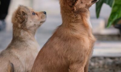 Two cute puppies sitting attentively on a concrete floor surrounded by greenery. Perfect for pet lovers.