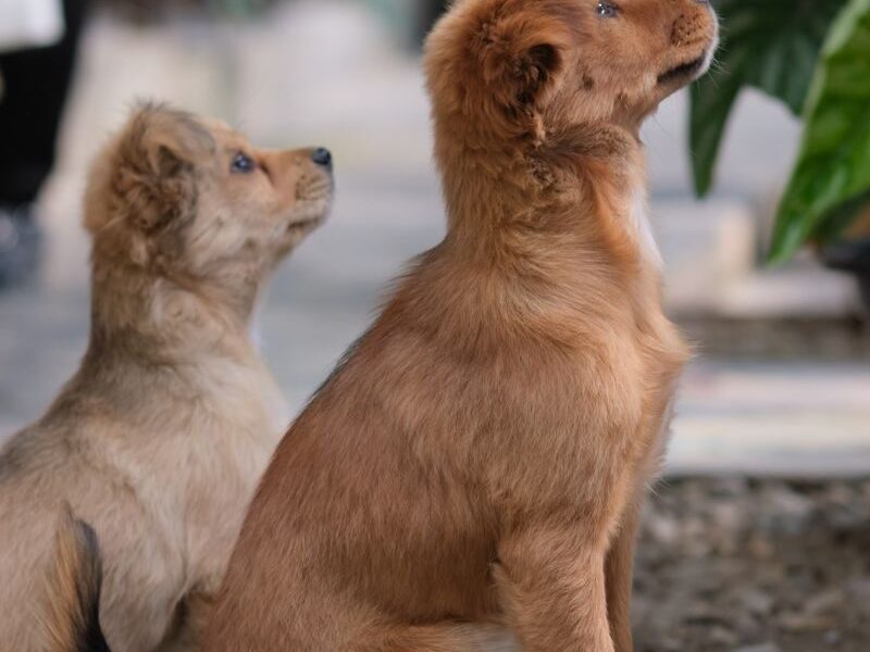 Two cute puppies sitting attentively on a concrete floor surrounded by greenery. Perfect for pet lovers.