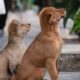 Two cute puppies sitting attentively on a concrete floor surrounded by greenery. Perfect for pet lovers.