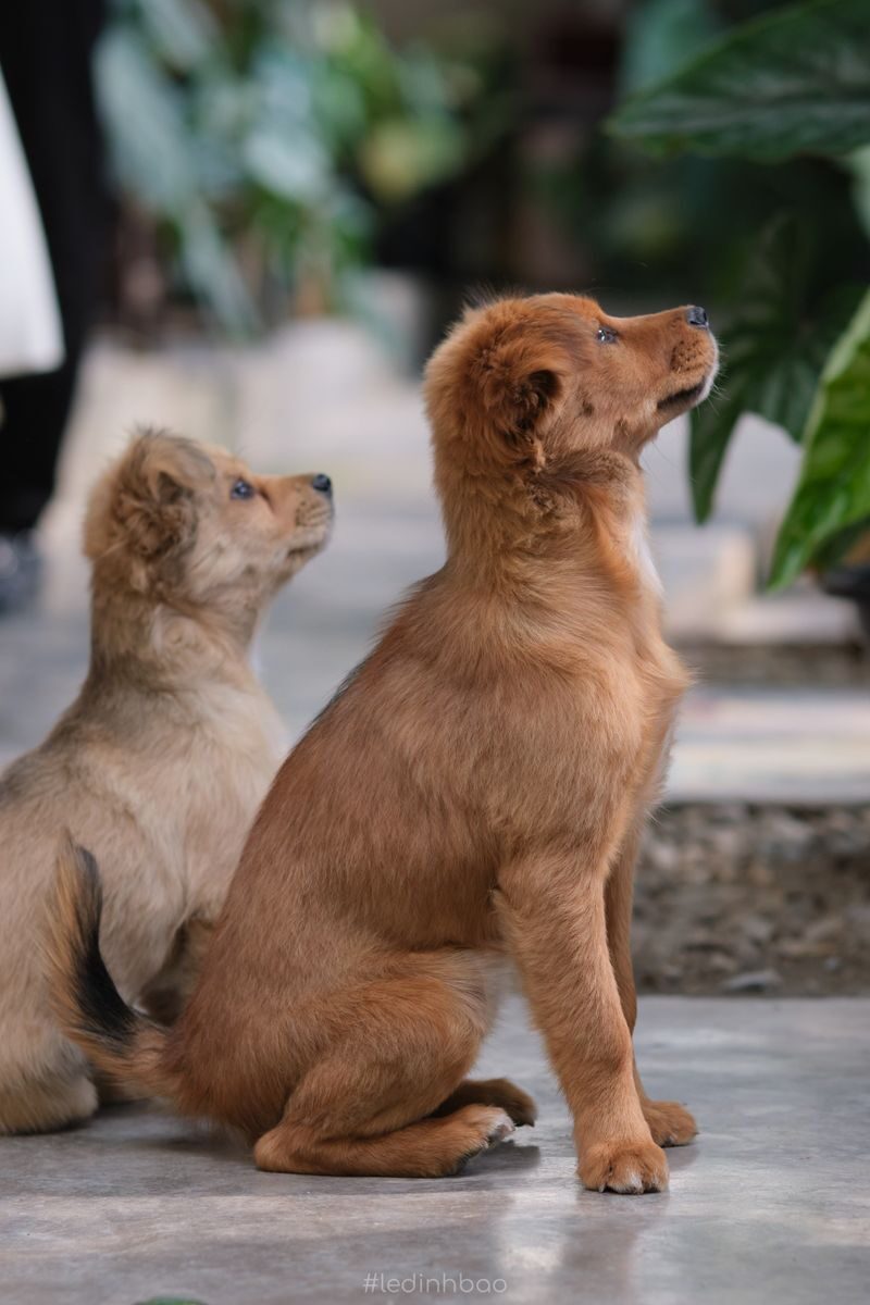 Two cute puppies sitting attentively on a concrete floor surrounded by greenery. Perfect for pet lovers.