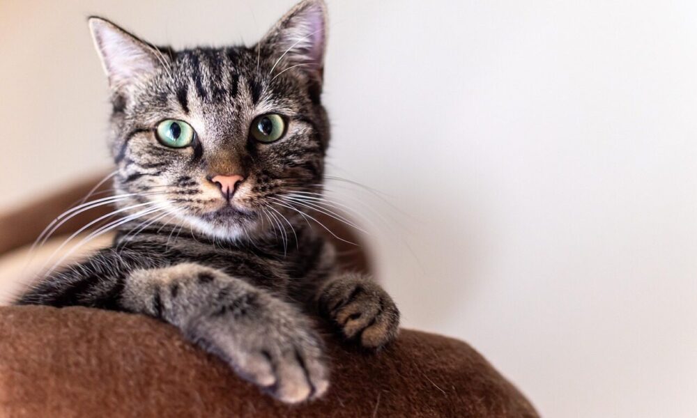 simba, cat, portrait, cat photography, animal, nature, animals, pet, domestic cat