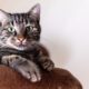 simba, cat, portrait, cat photography, animal, nature, animals, pet, domestic cat