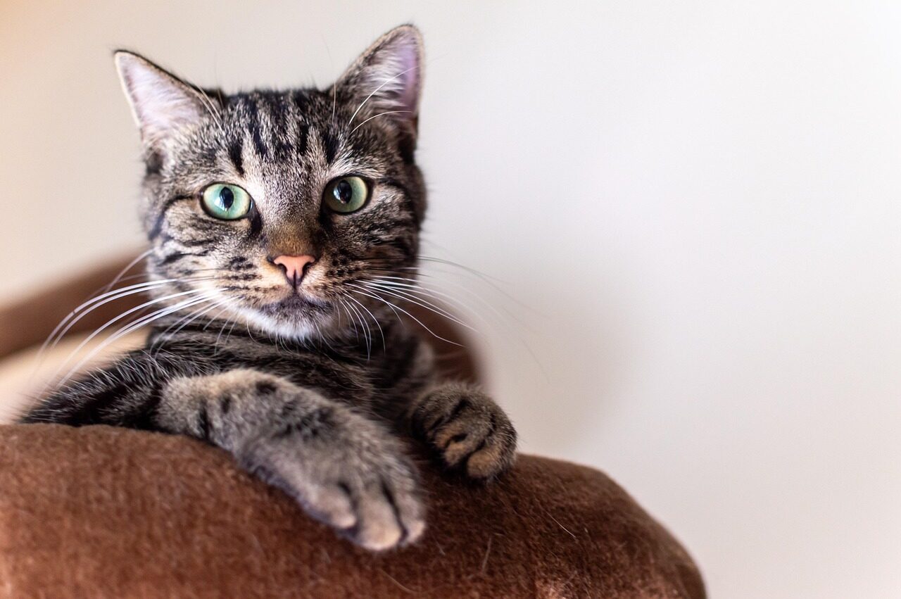 simba, cat, portrait, cat photography, animal, nature, animals, pet, domestic cat