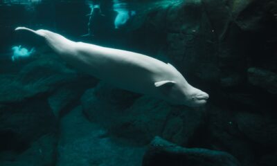 Novih sedam beluga kitova stiglo u Teksas u okviru međunarodnog napora za preseljenje – beluga kitovi Teksas