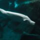 Novih sedam beluga kitova stiglo u Teksas u okviru međunarodnog napora za preseljenje – beluga kitovi Teksas