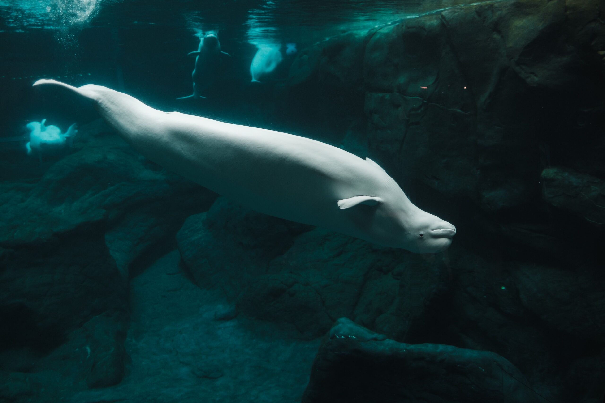 Novih sedam beluga kitova stiglo u Teksas u okviru međunarodnog napora za preseljenje – beluga kitovi Teksas