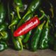 Qdoba povukla jalapeno papričice iz restorana zbog upozorenja CDC-a o epidemiji salmoneloze – salmonela u jalapeno papričicama