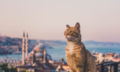 Istanbulske mačke: Kako su ove životinje postale simbol grada na Bosforu