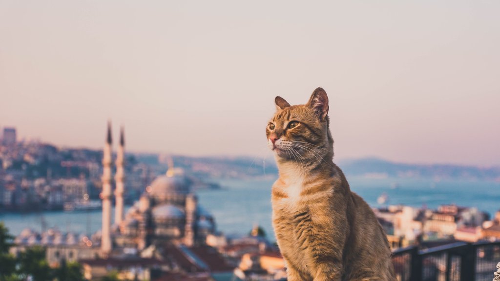 Istanbulske mačke: Kako su ove životinje postale simbol grada na Bosforu