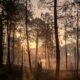 Visoke temperature izazvale požare širom Mađarske, izdato upozorenje građanima – požari na otvorenom u Mađarskoj