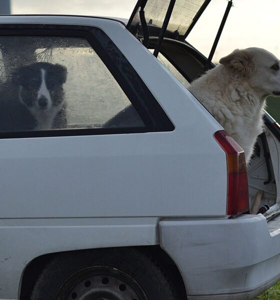 Two dogs rest in the trunk of a car parked in a rural setting, enjoying the fresh air.