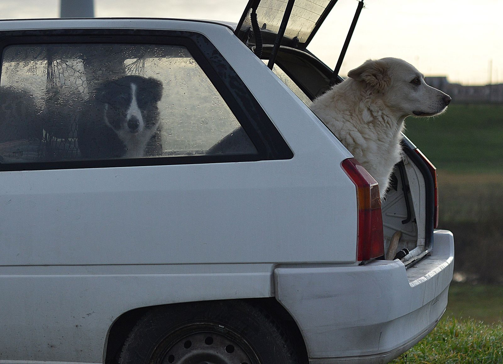 Two dogs rest in the trunk of a car parked in a rural setting, enjoying the fresh air.