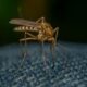Macro view of a mosquito on textured fabric, highlighting details and textures.