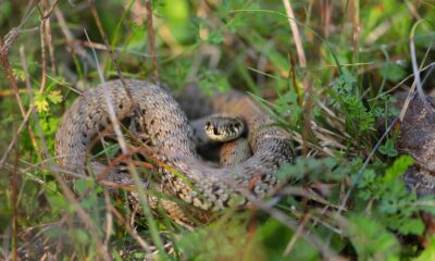 Detailed image of a grass snake nestled in the greenery of Istanbul.
