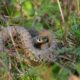Detailed image of a grass snake nestled in the greenery of Istanbul.