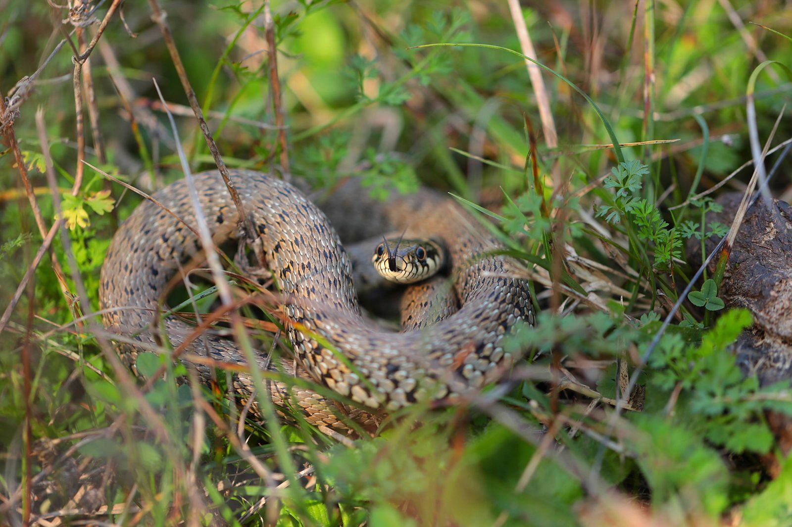 Detailed image of a grass snake nestled in the greenery of Istanbul.