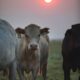 Cows stand together in a peaceful pasture with a sunset backdrop, creating a serene farm scene.