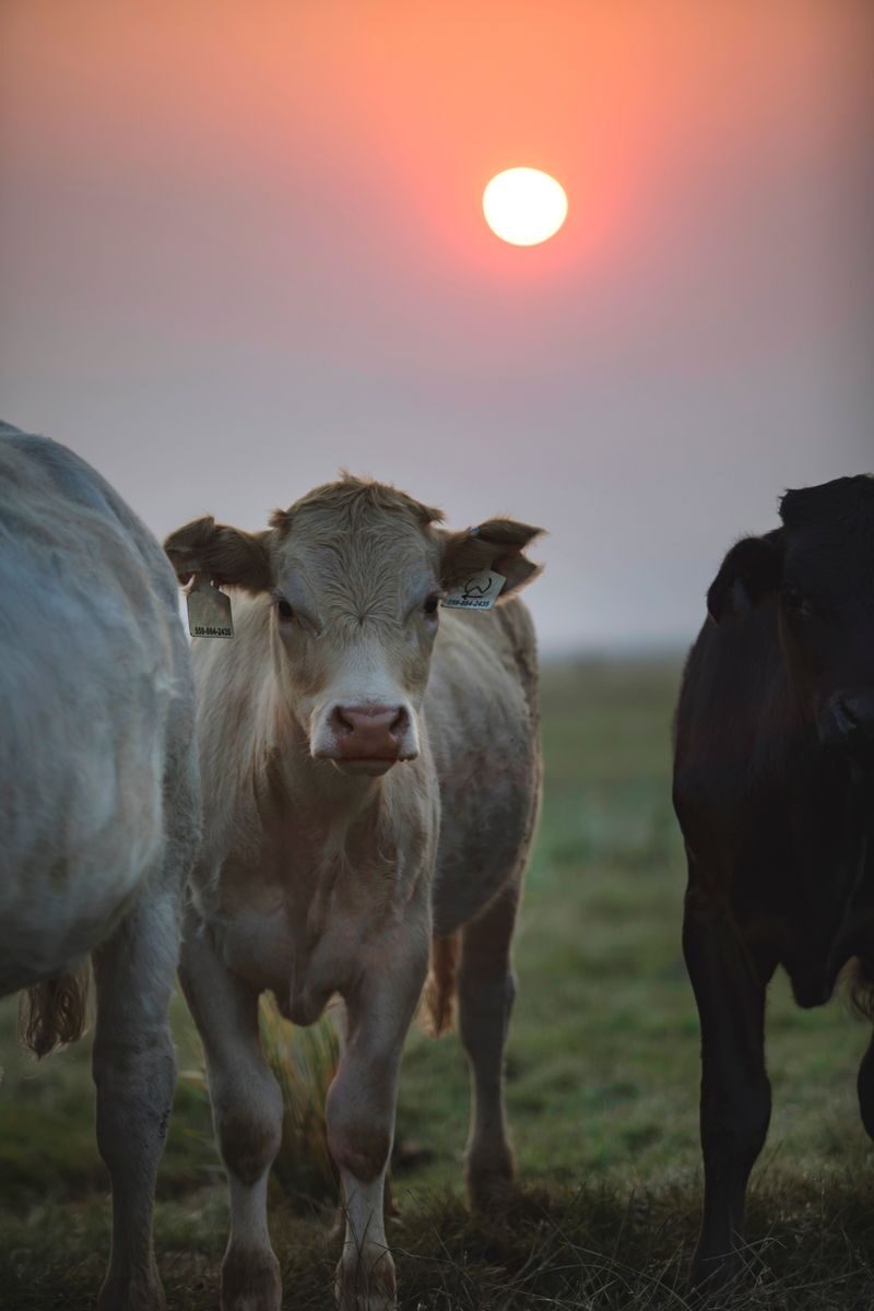 Cows stand together in a peaceful pasture with a sunset backdrop, creating a serene farm scene.