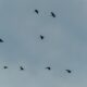A view of several birds flying in formation under a cloudy sky, showcasing migration in nature.