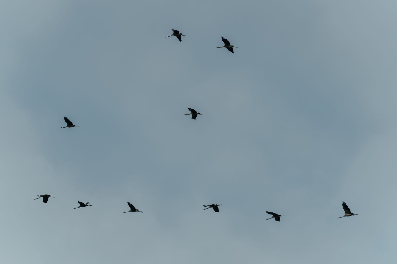 A view of several birds flying in formation under a cloudy sky, showcasing migration in nature.