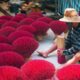 traditional, vietnam, hanoi, asia, people, man, job, life, culture, vietnam, vietnam, vietnam, hanoi, hanoi, hanoi, hanoi, hanoi, people, people, people, job