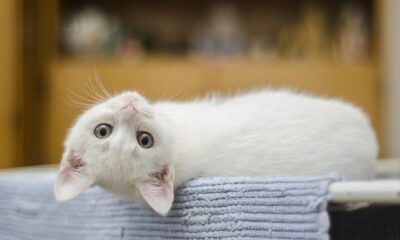 kitten, white, cat, cute, domestic, feline, whiskers, sweet, upside down, cat's eyes, curious, white cat, white kitty, animal, white kitten, pet, portrait, cat portrait, domestic cat