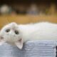 kitten, white, cat, cute, domestic, feline, whiskers, sweet, upside down, cat's eyes, curious, white cat, white kitty, animal, white kitten, pet, portrait, cat portrait, domestic cat