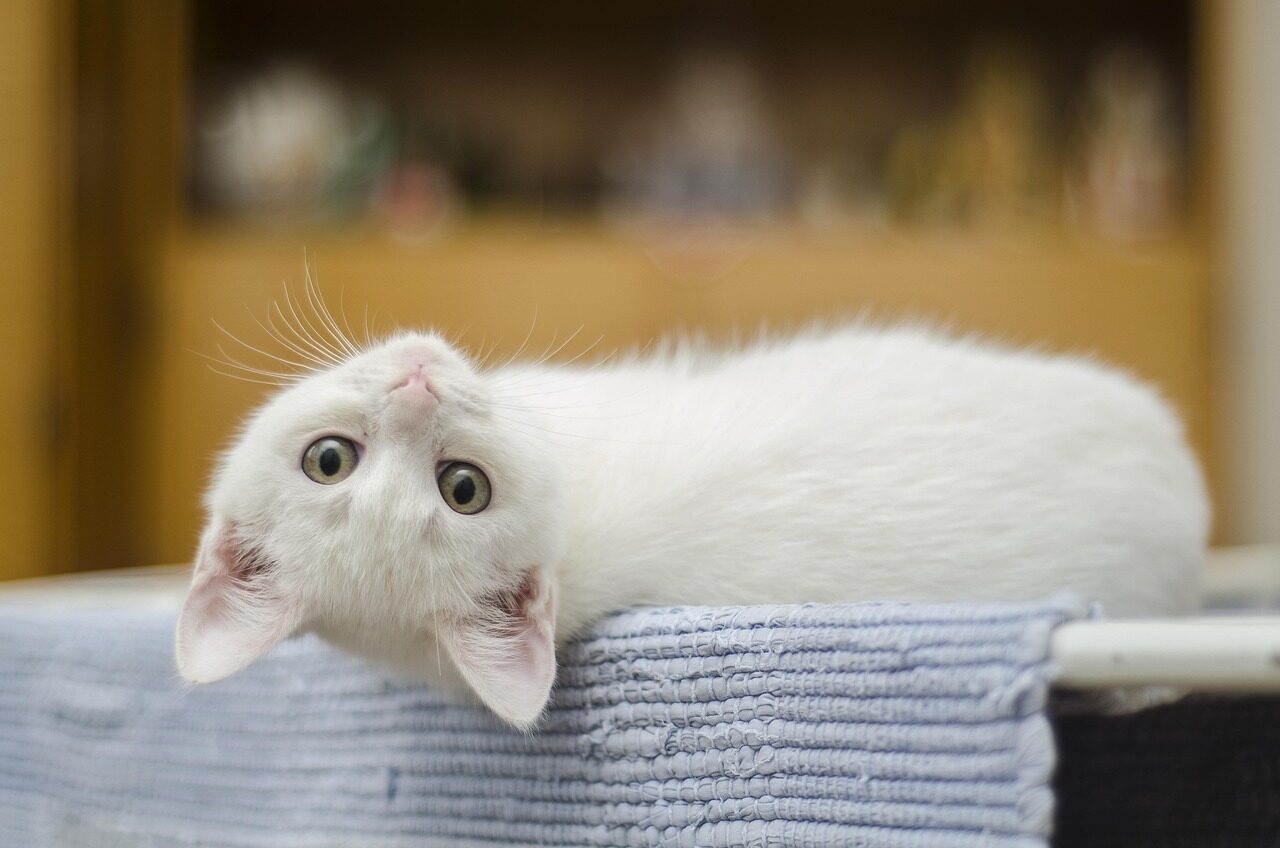 kitten, white, cat, cute, domestic, feline, whiskers, sweet, upside down, cat's eyes, curious, white cat, white kitty, animal, white kitten, pet, portrait, cat portrait, domestic cat
